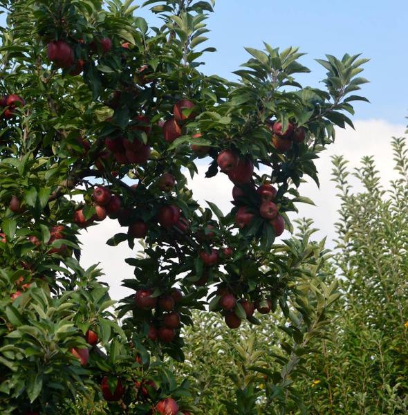 The Arkansas Black Apple was first produced in Benton County Arkansas in 1870. We have Arkansas Blacks waiting for you.