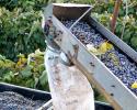 Do you know what this machine is used for? Yes, its a GRAPE PICKER. This machine is very efficient in picking our concords for the winery.