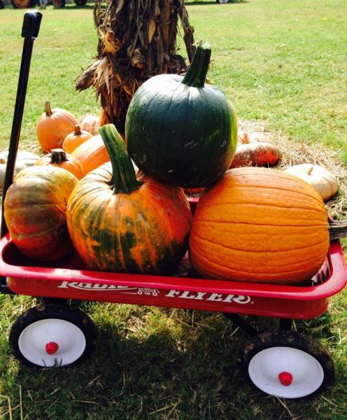 It's a beautiful weekend to pack your wagon with Vanzant pumpkins! See you Saturday