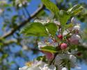 Do you know this blossom? Hint: Arkansas State Flower. Growing at Vanzant's.