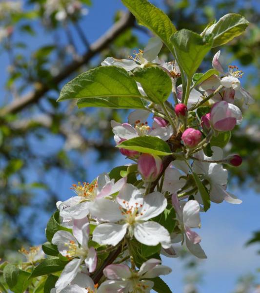 Do you know this blossom? Hint: Arkansas State Flower. Growing at Vanzant's.