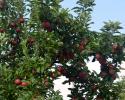 Ring of apples growing in the orchard. 