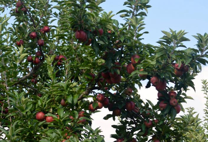 Ring of apples growing in the orchard. 