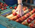 It's APPLE time in the Ozark's and at Vanzant's.