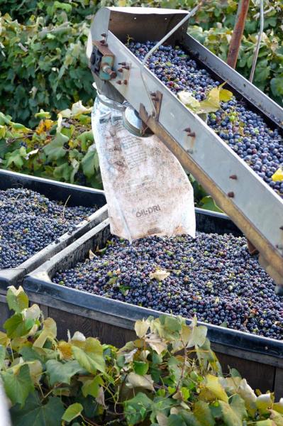 Do you know what this machine is used for? Yes, its a GRAPE PICKER. This machine is very efficient in picking our concords for the winery.