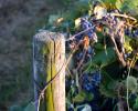 Concord grapes make delicious pies, jams, juices, and of course WINE.  