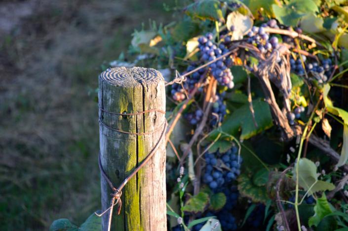 Concord grapes make delicious pies, jams, juices, and of course WINE.  