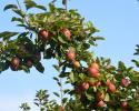 The cooler nights are working the magic on our apples! Getting red (or yellow) and juicy. Waiting at Vanzant's Market are Galas, Jonathan, Red and Golden Delicious, Jona Gold, and Grimes Golden.