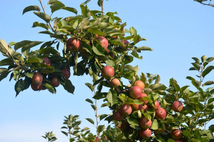 The cooler nights are working the magic on our apples! Getting red (or yellow) and juicy. Waiting at Vanzant's Market are Galas, Jonathan, Red and Golden Delicious, Jona Gold, and Grimes Golden.