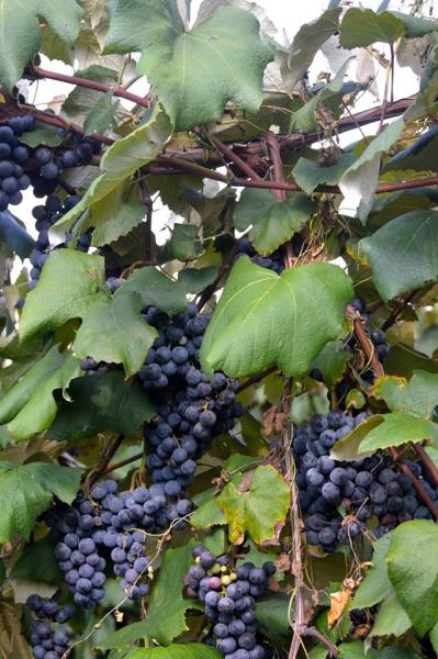 These Concord beauties are hand picked for you and waiting at Vanzant's Market.