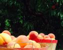 Fresh peaches are now available at Vanzant Fruit Farms. 