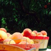 Fresh peaches are now available at Vanzant Fruit Farms. 