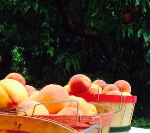 Fresh peaches are now available at Vanzant Fruit Farms. 