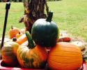 It's a beautiful weekend to pack your wagon with Vanzant pumpkins! See you Saturday